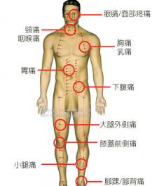 人体器官结构图五脏六腑肾的位置 身体各个器官疼痛位置图片