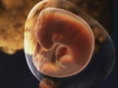 详解胎儿在你的子宫内发育全过程,子宫肌瘤影响胎儿发育