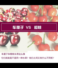 车厘子和樱桃的区别 车厘子和樱桃是同一种水果吗